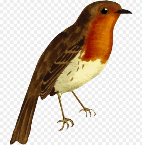 european robin - robin animal High-resolution PNG images with transparency wide set PNG transparent with Clear Background ID 6a2d92f8
