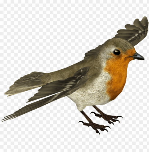 european robin transparent - transparent robin bird PNG image with no background PNG transparent with Clear Background ID 355abb26