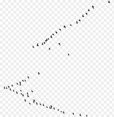 ew birds - transparent with birds ClearCut Background Isolated PNG Graphic Element