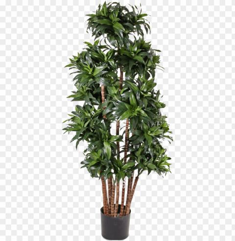 ew trends in restaurants have broken through are they - dracaena fragrans Isolated Object in Transparent PNG Format