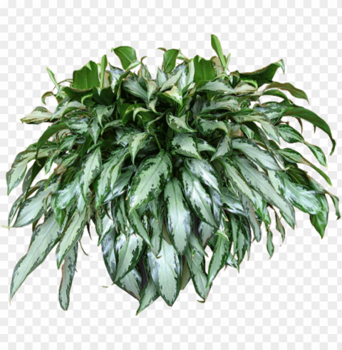 excellent jaceydecora hanging plant texturepng with - hanging baskets Isolated Character in Transparent PNG