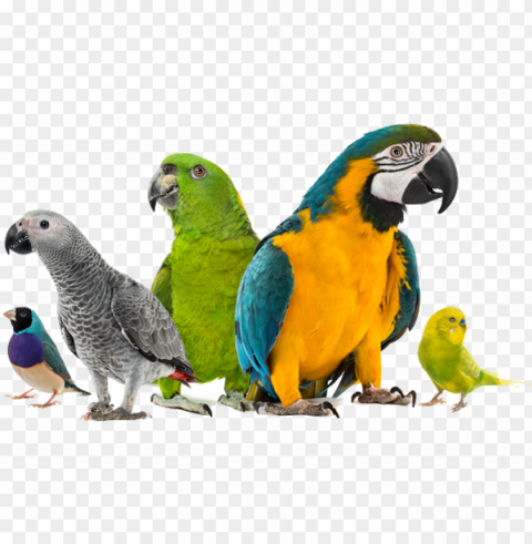 exotic bird hospital blog - pet birds white PNG Image Isolated with Clear Background