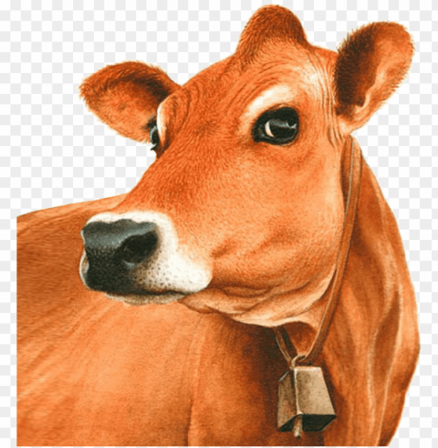 exotic breeds of cattle in india - jersey cow clipart Isolated Element in HighQuality PNG