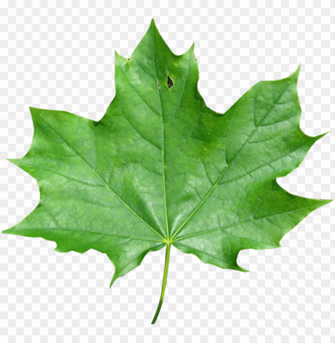 export as - maple leaf Clear background PNG images bulk PNG transparent with Clear Background ID 52e43d8c