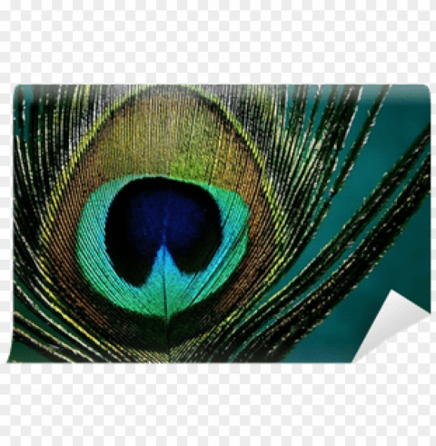 eye of a peacock Clear pics PNG