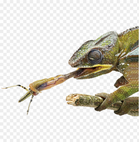 facts about chameleons tongue dk find out - chameleon tongue close u PNG Graphic with Clear Isolation
