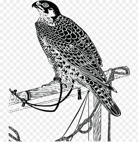falcon free bird drawing PNG transparent images for social media