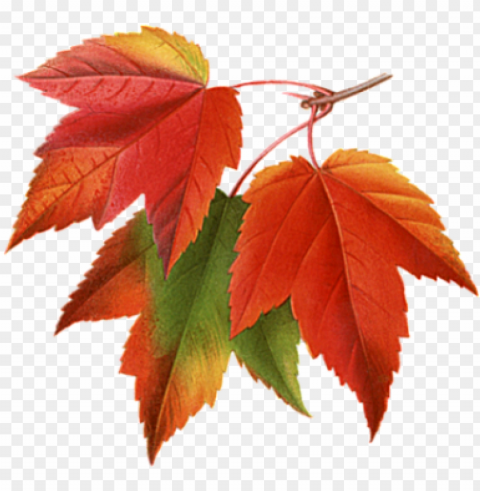 fall leaves - autumn leaves PNG transparent graphics for projects