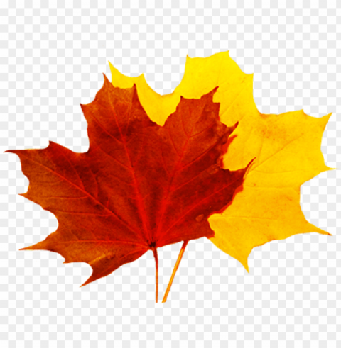 fall leaves clip art - fall leaves transparent PNG images with no watermark