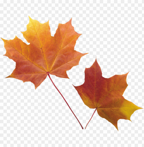 fall leaves transparent PNG image with no background
