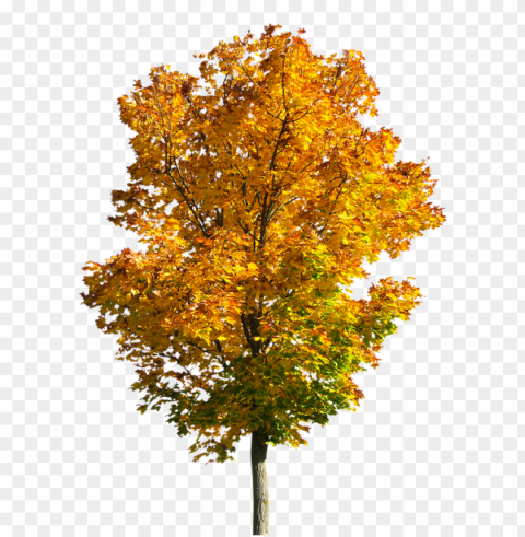fall trees clipart 14 - transparent fall trees PNG images with clear alpha channel