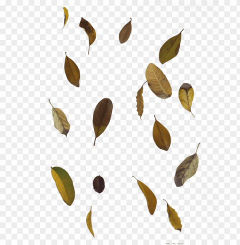 falling autumn leaves transparent - leaf fall PNG images with high-quality resolution