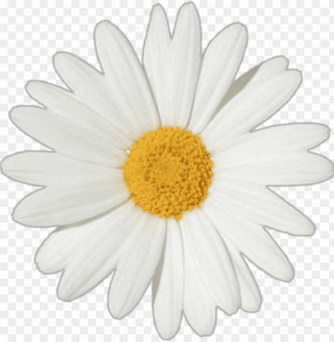 Falling Daisy - Daisy Flower White Background Isolated Design Element In HighQuality Transparent PNG