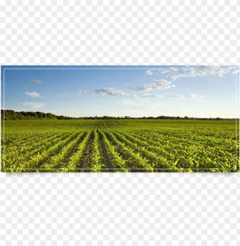 farmland ClearCut Background Isolated PNG Art