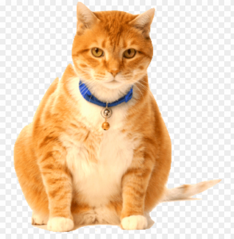 fat cat - fat cats PNG with Isolated Transparency
