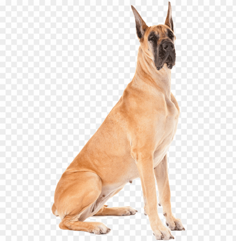 fawn great dane dog sitting - variation in dog breeds PNG with transparent background free