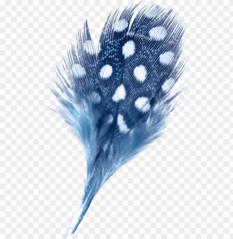Feather PNG Graphic Isolated With Transparency