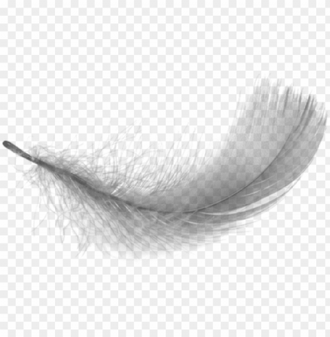 feather clipart transparent background - transparent background white feather High-resolution PNG