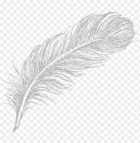 Feather Drawing PNG Images With Clear Backgrounds