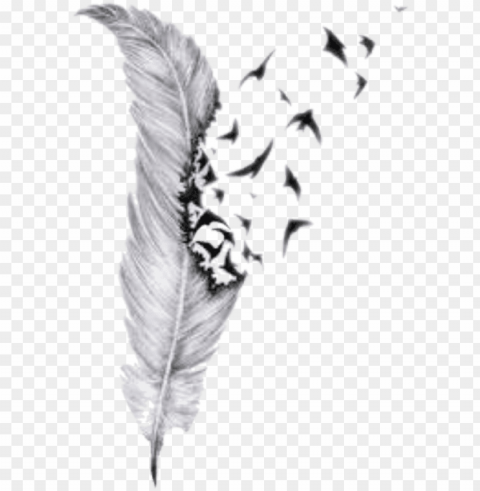 Feather Drawings With Birds PNG For Web Design