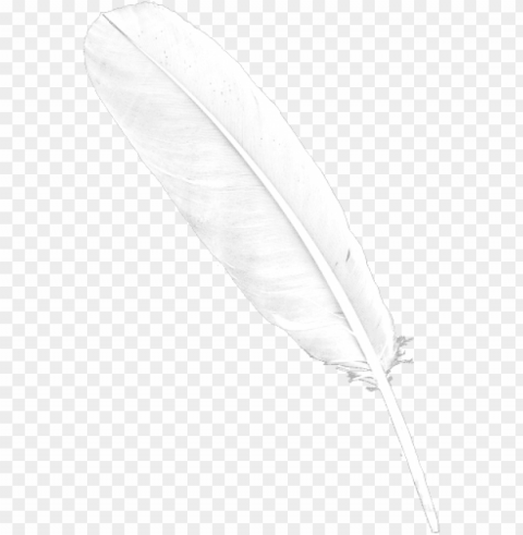 feather download free - transparent background white feather Isolated Object with Transparency in PNG