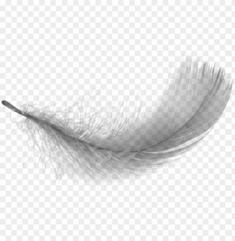 feather - background white feather PNG transparent photos comprehensive compilation