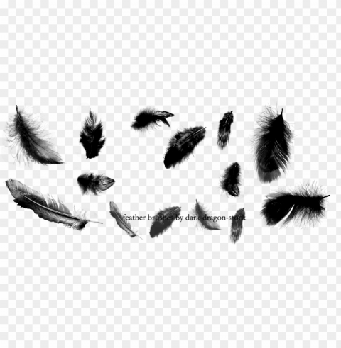feathers by dark - illustrator free feathers brushes Transparent PNG Object Isolation