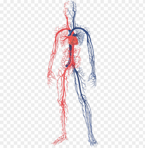 female circulatory system - circulatory system of a human body Clear PNG graphics