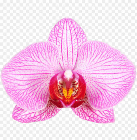 female genital surgery vaginal rejuvenation - flowers that look like female genitila PNG graphics with clear alpha channel