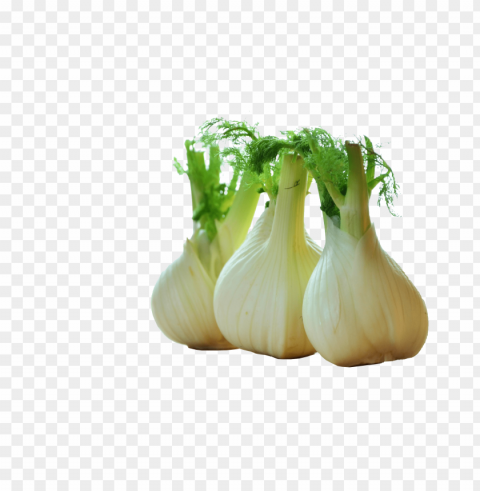 fennel drawing celery PNG pictures without background