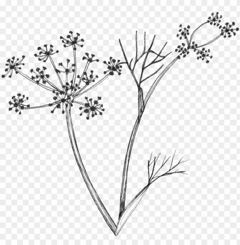 fennel flowers linedrawing - flower PNG for t-shirt designs