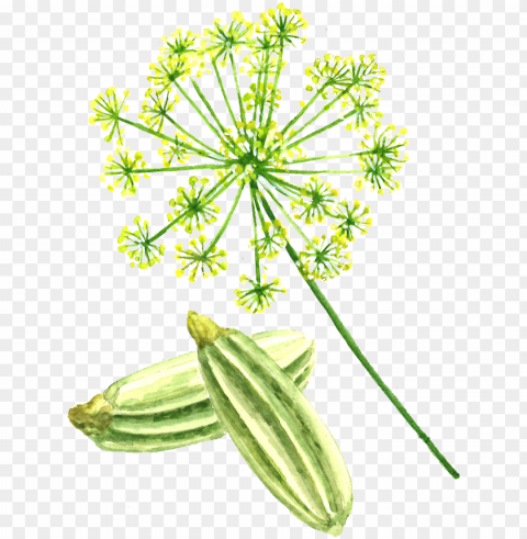 fennel seed - fennel High-quality transparent PNG images comprehensive set PNG transparent with Clear Background ID aaa9ebf5