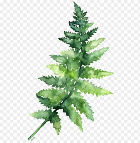 fern pine - watercolor leaves Transparent PNG Isolated Item with Detail