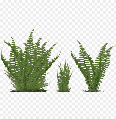 fern svg freeuse stock - ground plant Clear PNG pictures comprehensive bundle