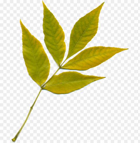 feuille feuille du0027automne feuilles jaunes nature PNG with no bg PNG transparent with Clear Background ID cb242ea8