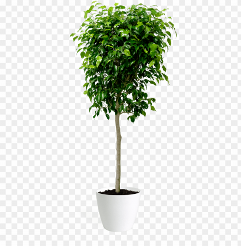 ficus benjamina - fig trees PNG Image with Isolated Transparency