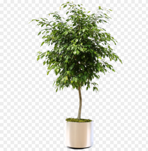 Ficus Benjamina- Package - Transparent Ficus Tree Isolated Character With Clear Background PNG