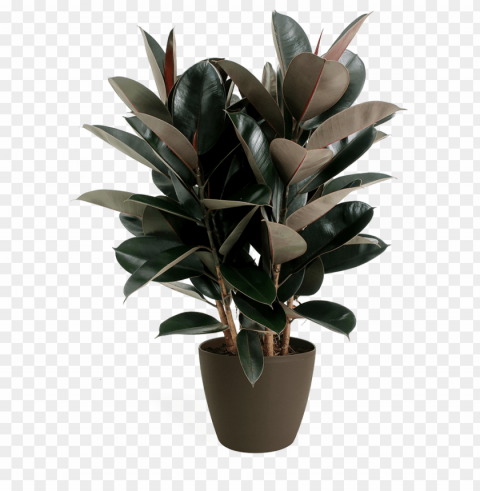 ficus burgundy bush - fig trees PNG graphics for presentations