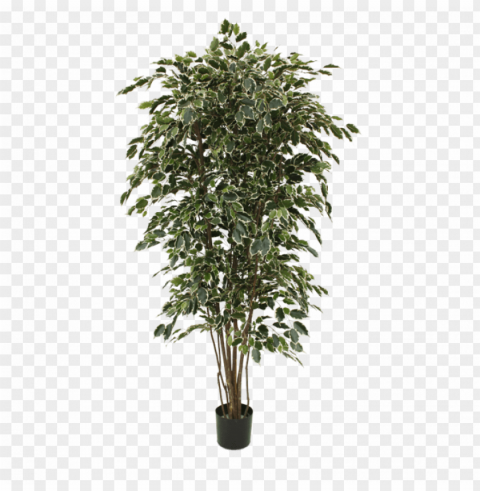 ficus exotica deluxe artificial tree 210 cm variegated - artificial trees online australia Isolated Character on Transparent PNG