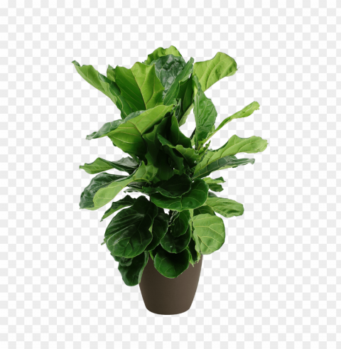 ficus lyrata small bush - ficus lyrata bush PNG Isolated Object on Clear Background