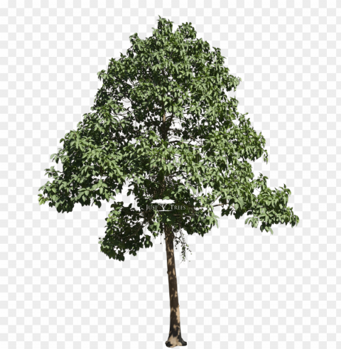 ficus sur - tree transparent High-resolution PNG images with transparency