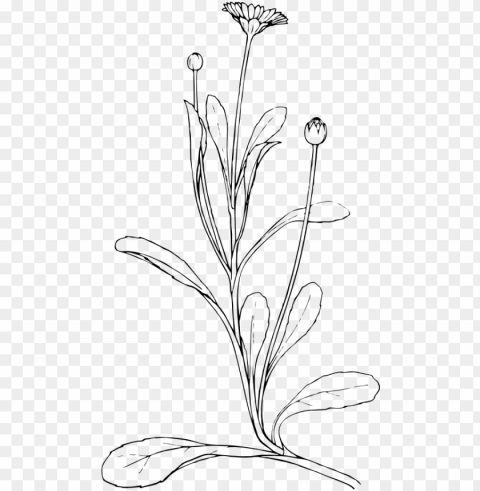 field daisy black white line art 555px - plant drawing Transparent Background Isolation in HighQuality PNG