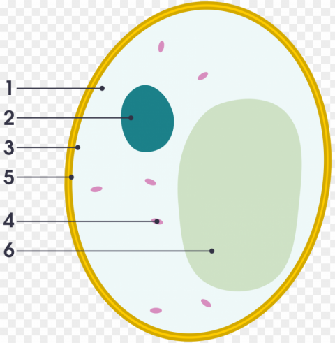 file simple diagram of yeast cell numbers svg basic - diagram of a yeast cell Isolated Item in HighQuality Transparent PNG