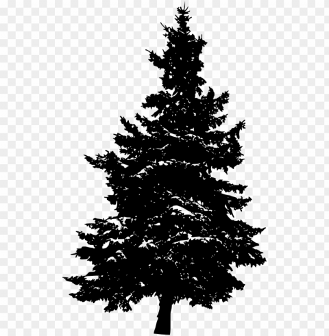 file size - pine tree PNG files with transparent backdrop complete bundle