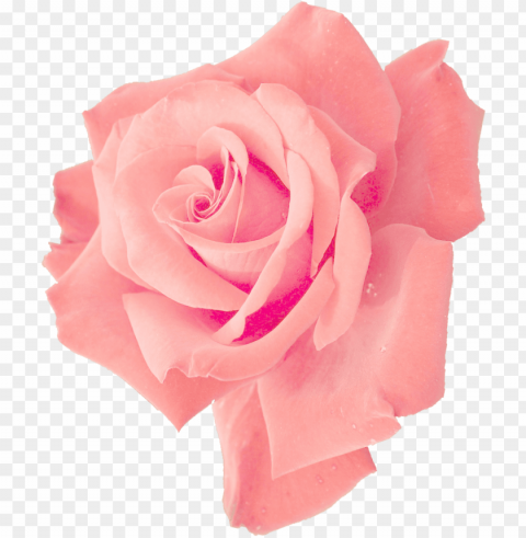 file size - pink rose Isolated Item on Transparent PNG Format