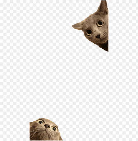 filter by smikkelbeer snapprefs - cat funny Isolated Element in Clear Transparent PNG