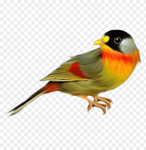finch bird Isolated Element in Clear Transparent PNG