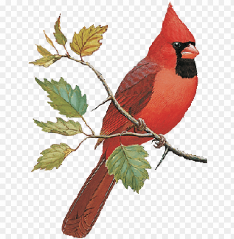 find immature cardinal bird PNG for digital design
