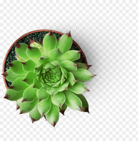 find out more - succulent plant PNG images with alpha transparency layer