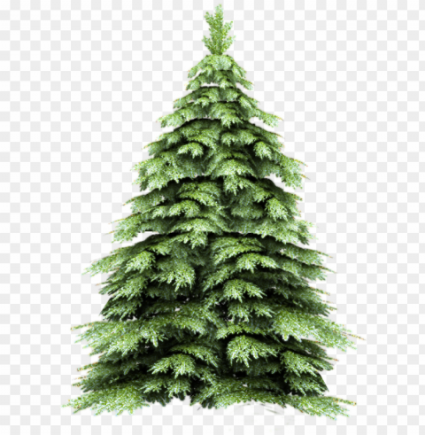 fir-tree png image - brush photoshop free pine tree Isolated Artwork on Transparent Background